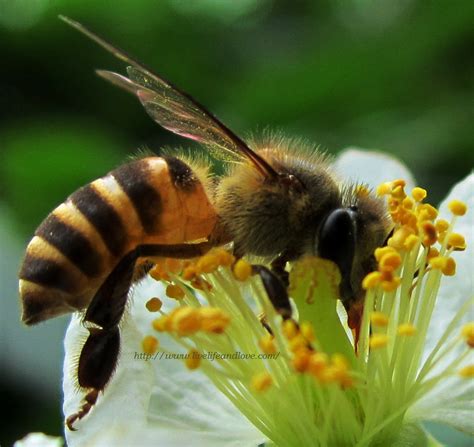 bee in the philippines|Management and Conservation of Philippine Bees .